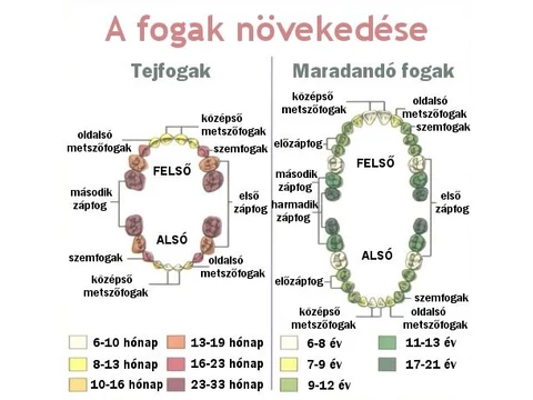 Hogyan kell a tejfogakat ápolni?